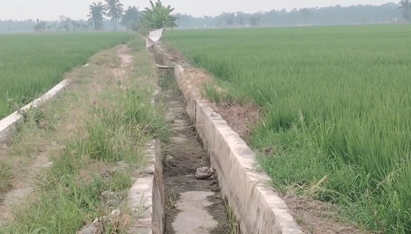 Petani Sergai Kesulitan Air dan Solar, Ancaman Gagal Panen Mengintai di Musim Kemarau